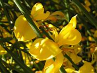 Spartium junceum (fam Papilionacees) (rg Mediterraneenne) (4) (Photo F. Mrugala)